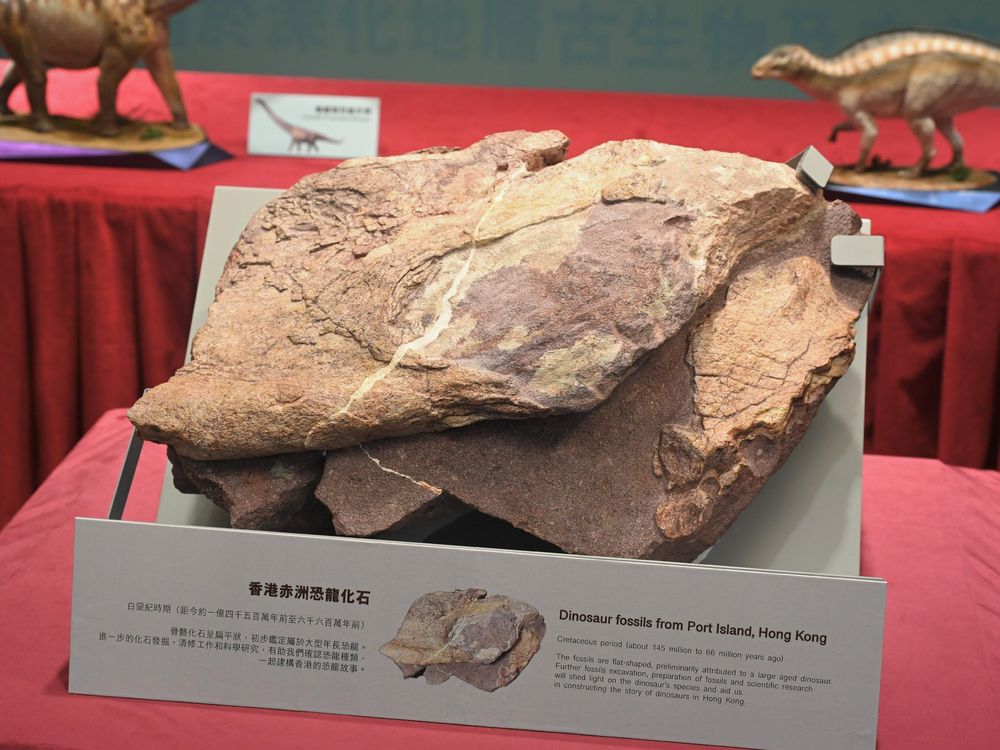 Dinosaur fossils discovered on Port Island in the Hong Kong
