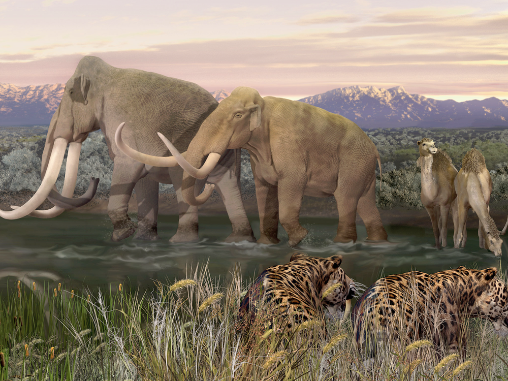 Elephant-like mammoth and mastodons trudge across a pond while a group of giant camels stop for a drink. In the background are snow-capped mountains. Crouching in the grassy foreground are a pair of sabertooth cats.