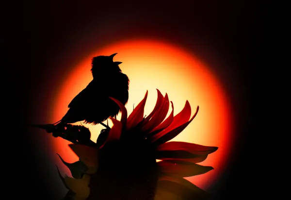 The Last Song of Sol thumbnail