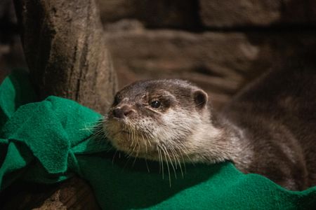 Although the otters are geriatric, the aquarium staff expects them to make a full recovery.