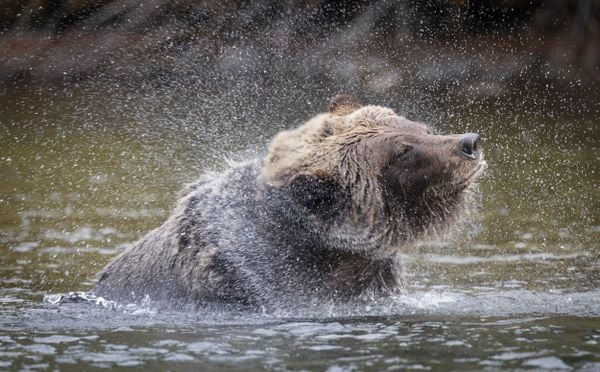 Grizzly bear shakes off water thumbnail