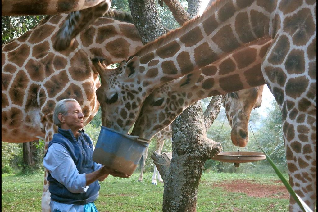Peter Beard at Hog Ranch in 2014 feeding giraffes