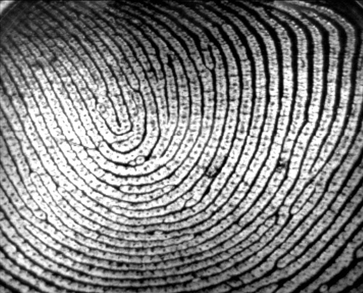 fingerprint