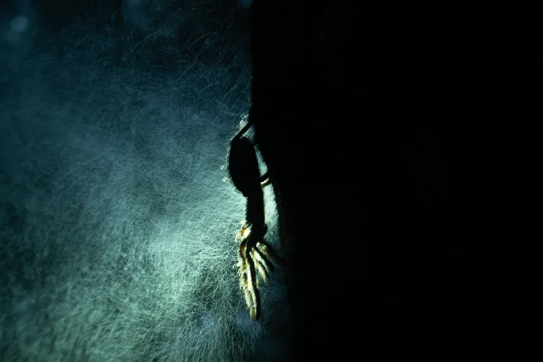 12 - A tarantula clings to the trunk of a tree in the midst of a rain shower.