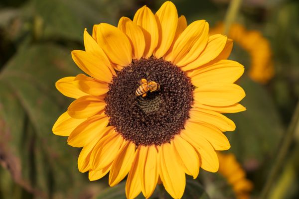 Single Yellow Bumble Bee on a Yellow Sunflower thumbnail