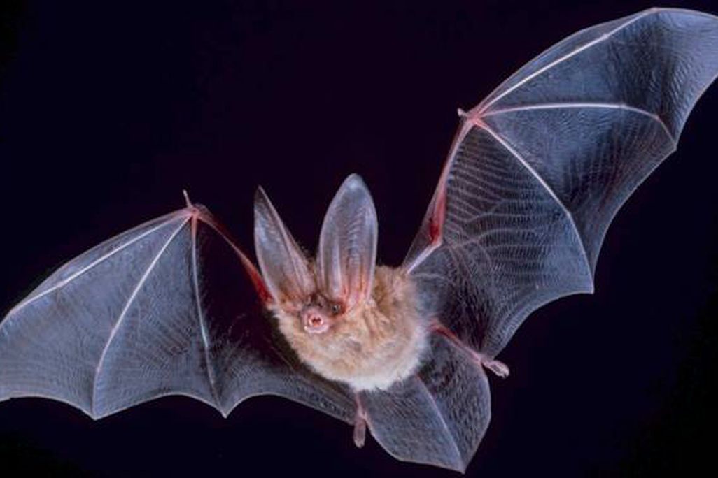 bat