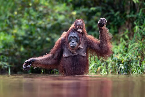 Orangutans of the Bornean Rainforest thumbnail