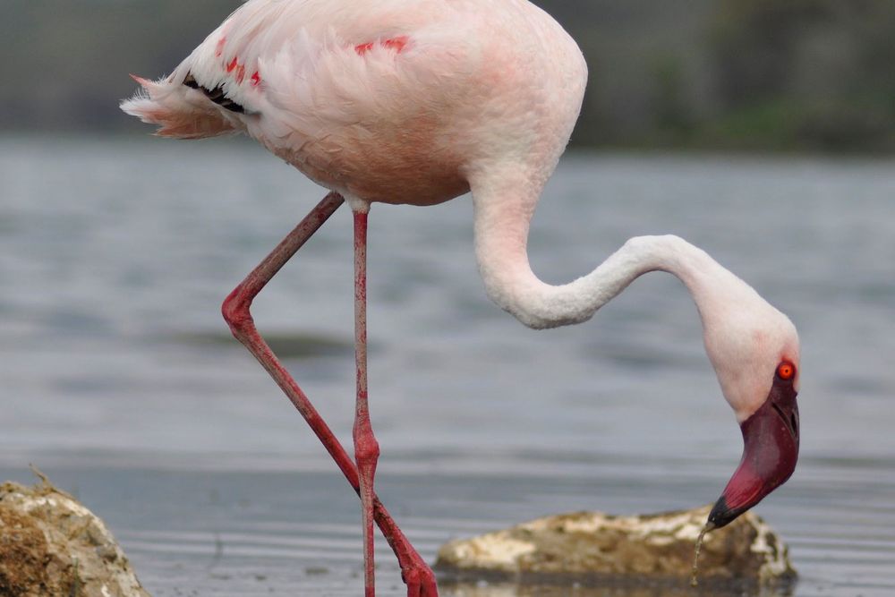 Lesser Flamingo