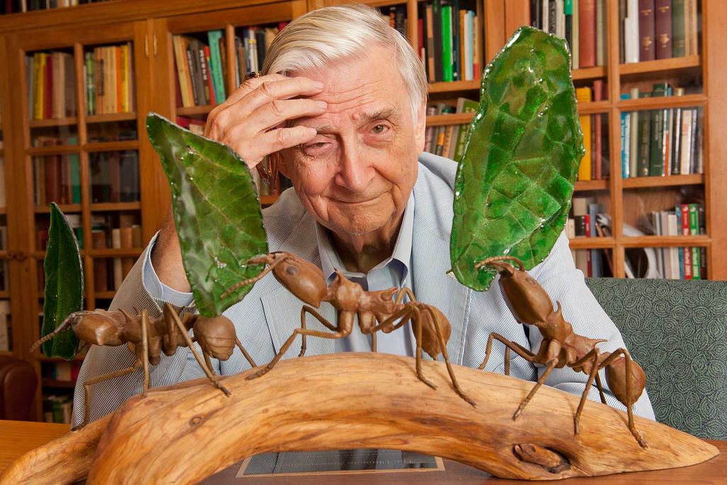 E.O. Wilson in His Office