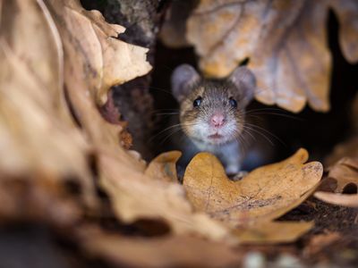 Mice have an instinctive reaction to hide when the shadow of a bird passes over. In a new study, scientists taught the rodents to overcome that fear.