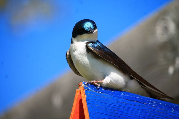 TREE SWALLOW thumbnail