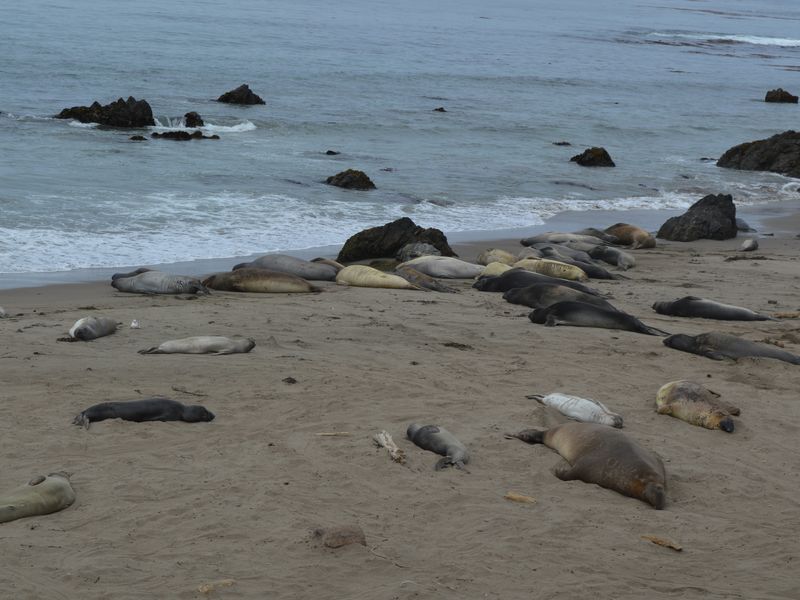 Elephant Seal along the California Highway 1 Smithsonian Photo