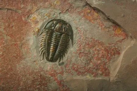 A fossilized Modocia typicalis trilobite from Utah