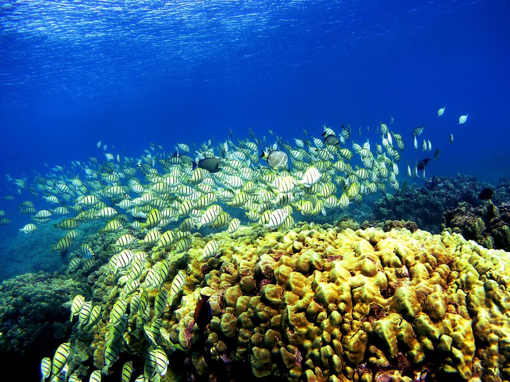 Fish swim over a coral reef