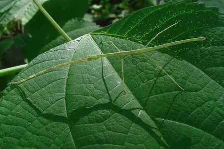 This insect can survive being eaten by birds, researchers have found.