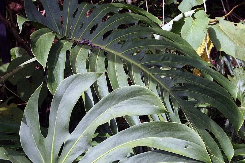 Big Leaf