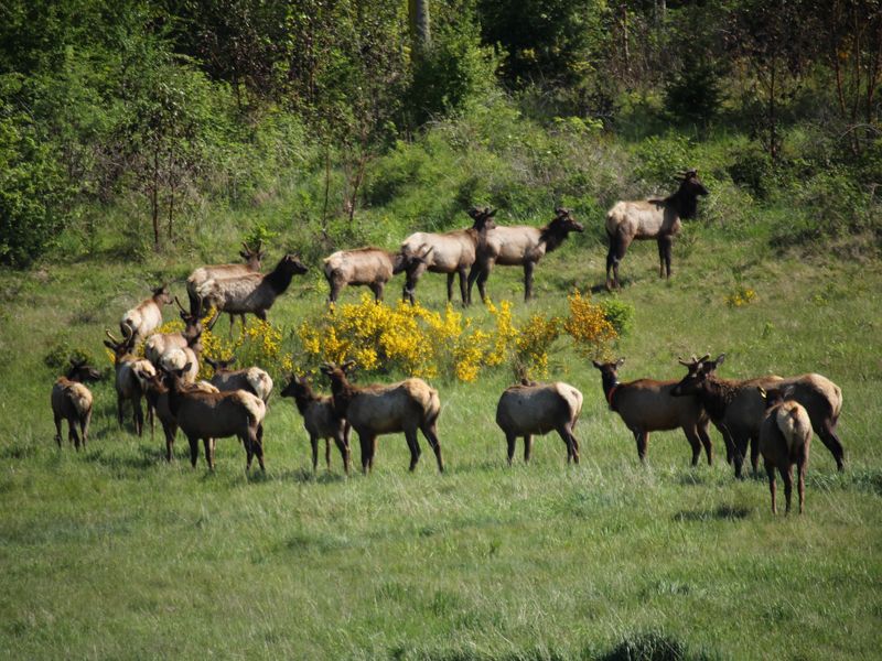Sequim Elk Smithsonian Photo Contest Smithsonian Magazine