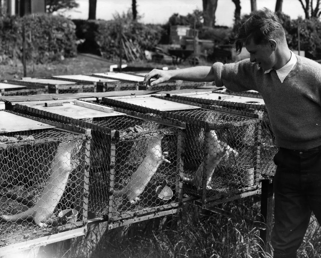 A mink farm in Cornwall, England, July 9, 1958. Fur farming was banned in England in 2000.