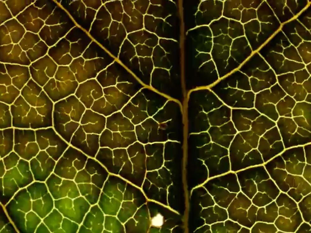 Leaf