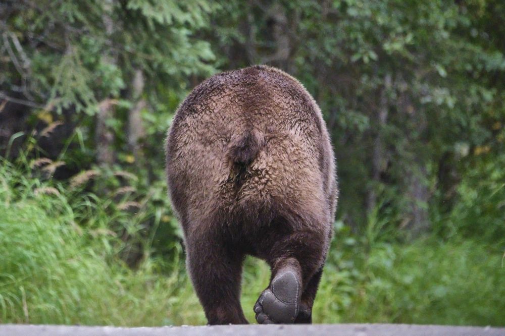 A brown bear shows the bottom of its rear paw, as it walks down the trail in the Brooks Falls area of Katmai National Park.