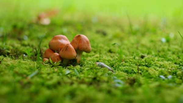 A group of small mushrooms on the lawn. thumbnail