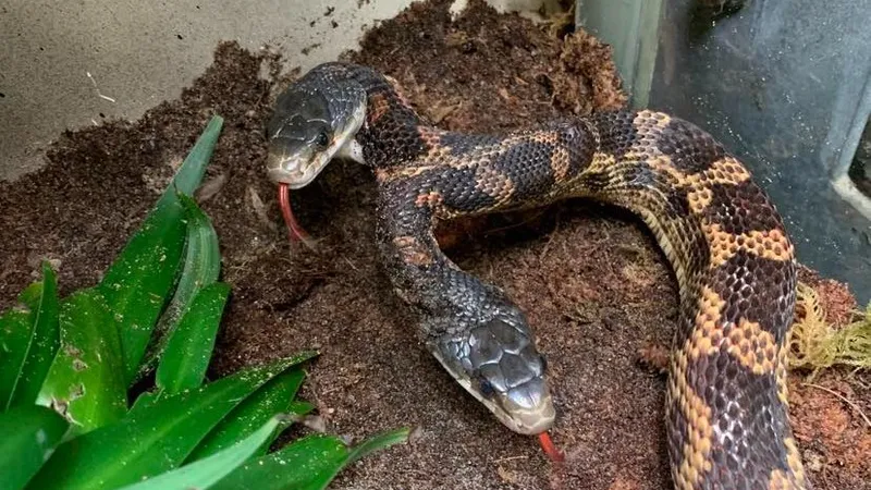 Snakes of Colorado, Museum of Natural History