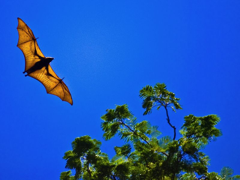 A flying fruit bat at rainforest of Subic Bay in Zambales, Philippines ...