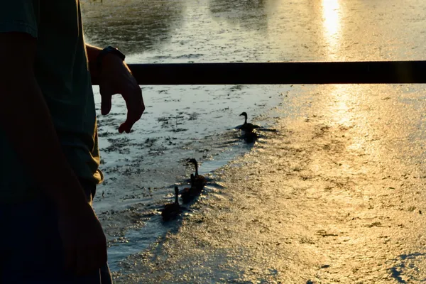 A trio of geese on the lake. thumbnail