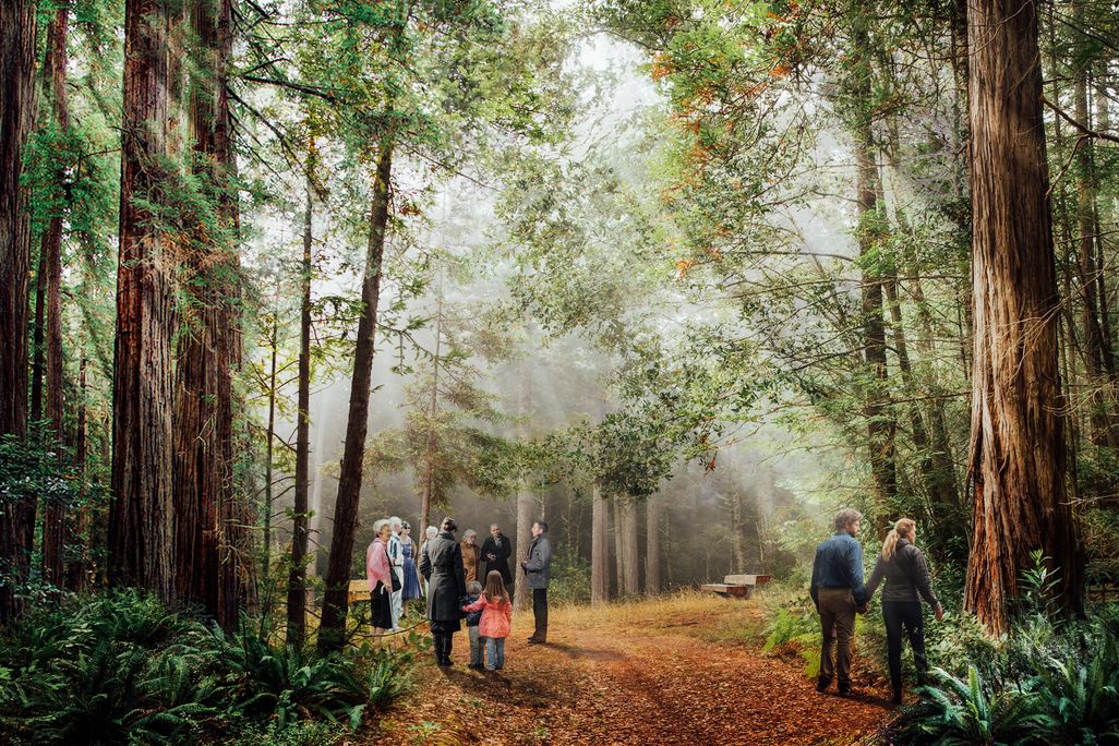 Forest Clearing Scene (1).jpg