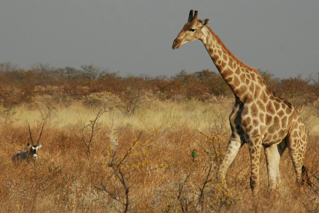 Giraffe