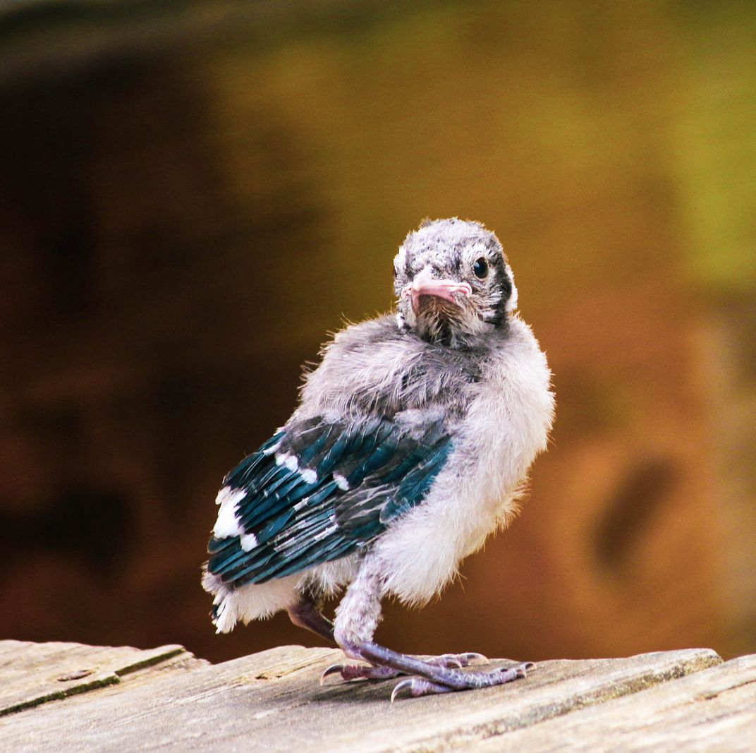 Failed Flight lesson | Smithsonian Photo Contest | Smithsonian Magazine
