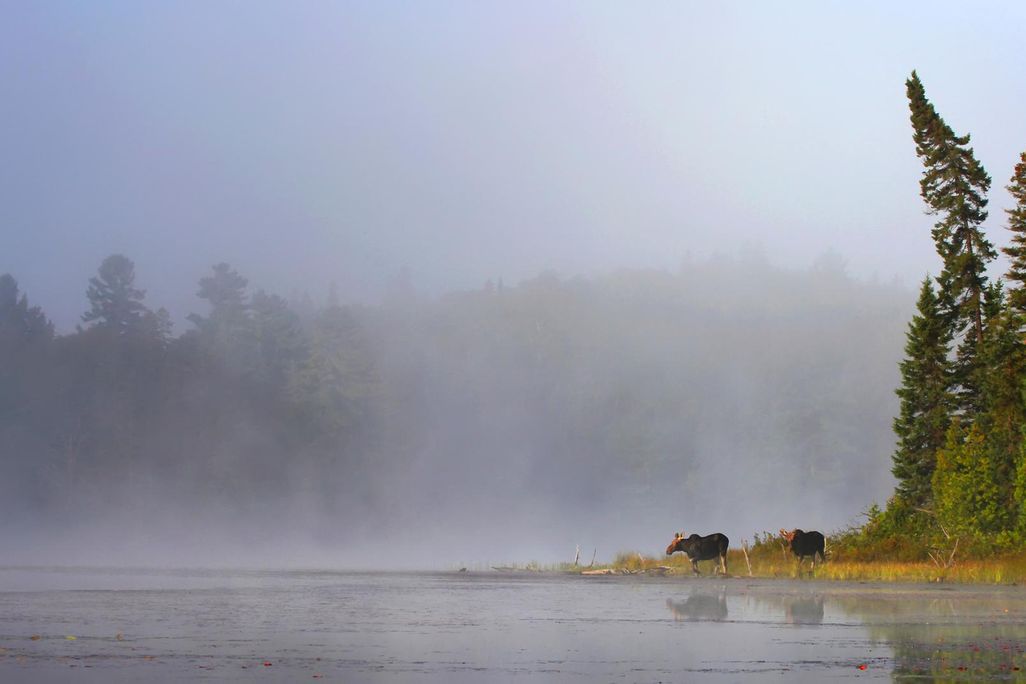 moose