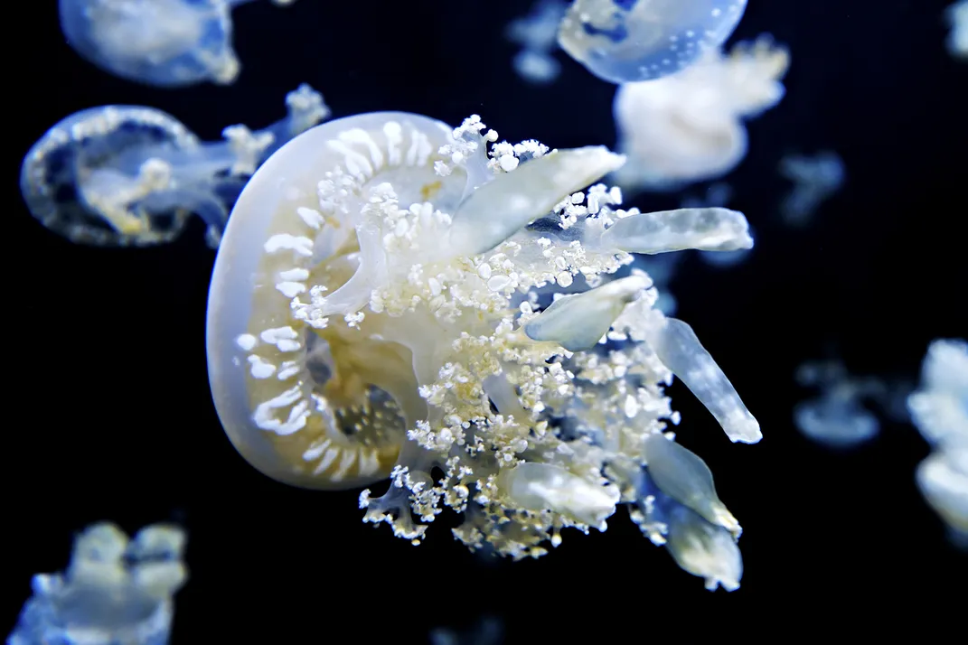 multiple jellyfish in the ocean