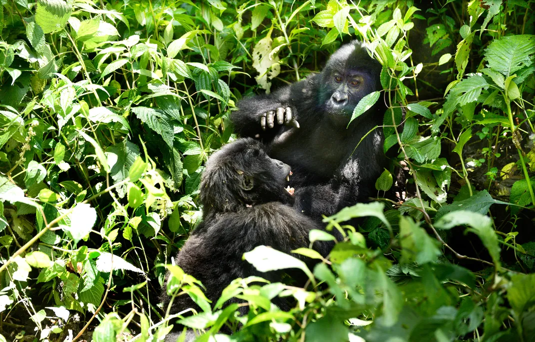 5 - To communicate, gorillas are known to make at least 22 different sounds, and a few have learned to use American Sign Language.