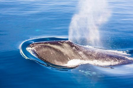 A bowhead whale breaches