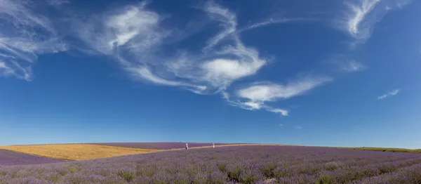 Lavender Fields thumbnail