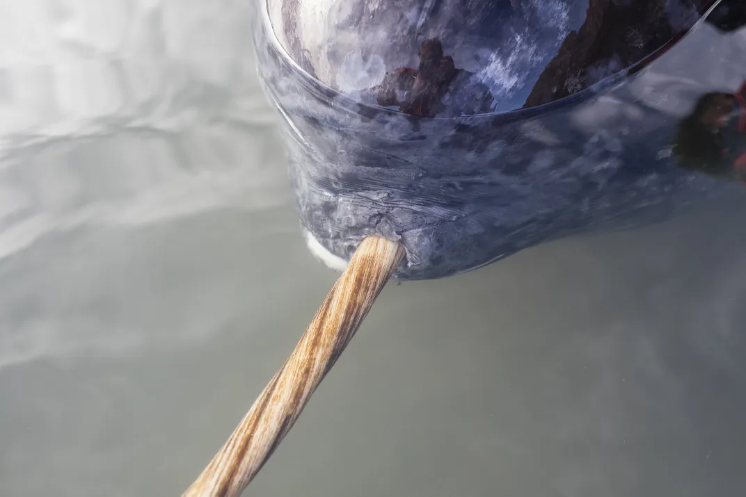 closeup of a tusk protruding from the lip of a narwhal