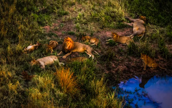 Dawn of the Savannah Harlem thumbnail