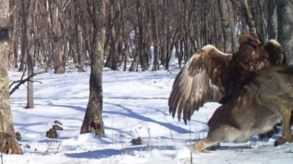 golden eagle attacks wolf