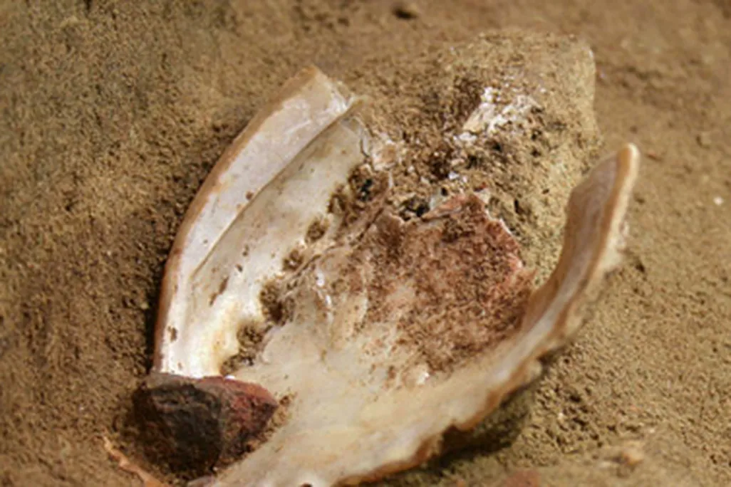 An abalone shell recovered from Blombos Cave and a grindstone covered in red ochre.