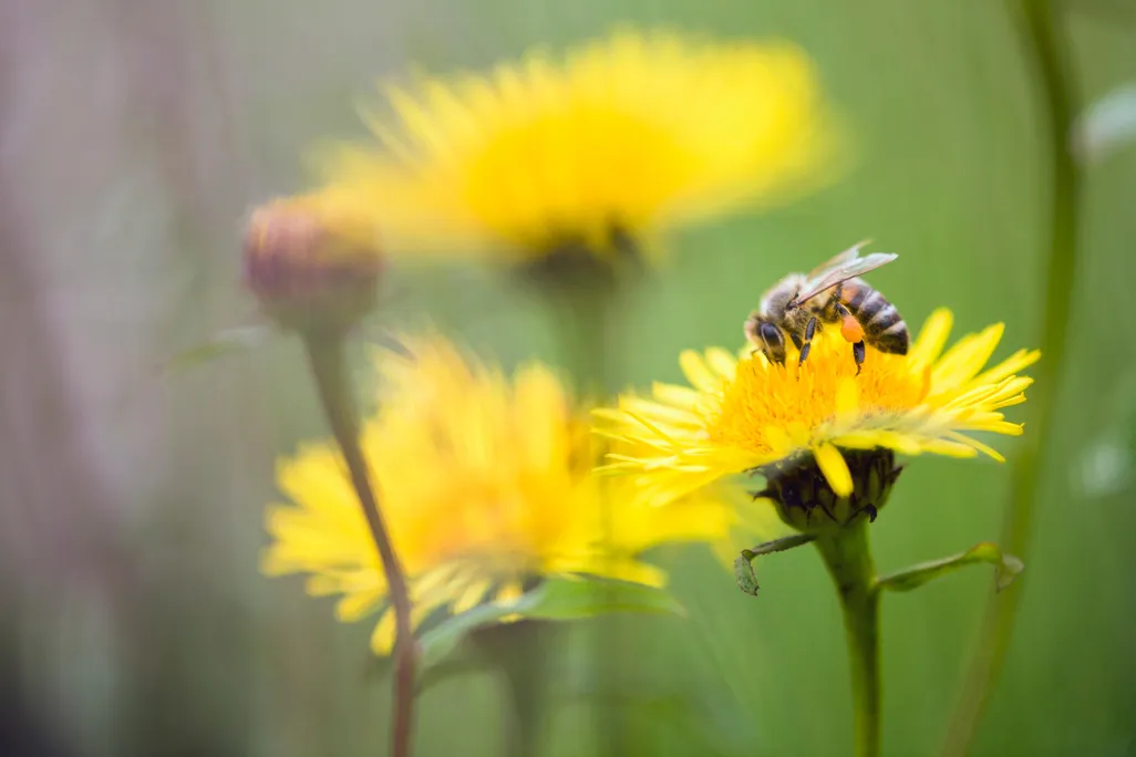 Bee on a flower