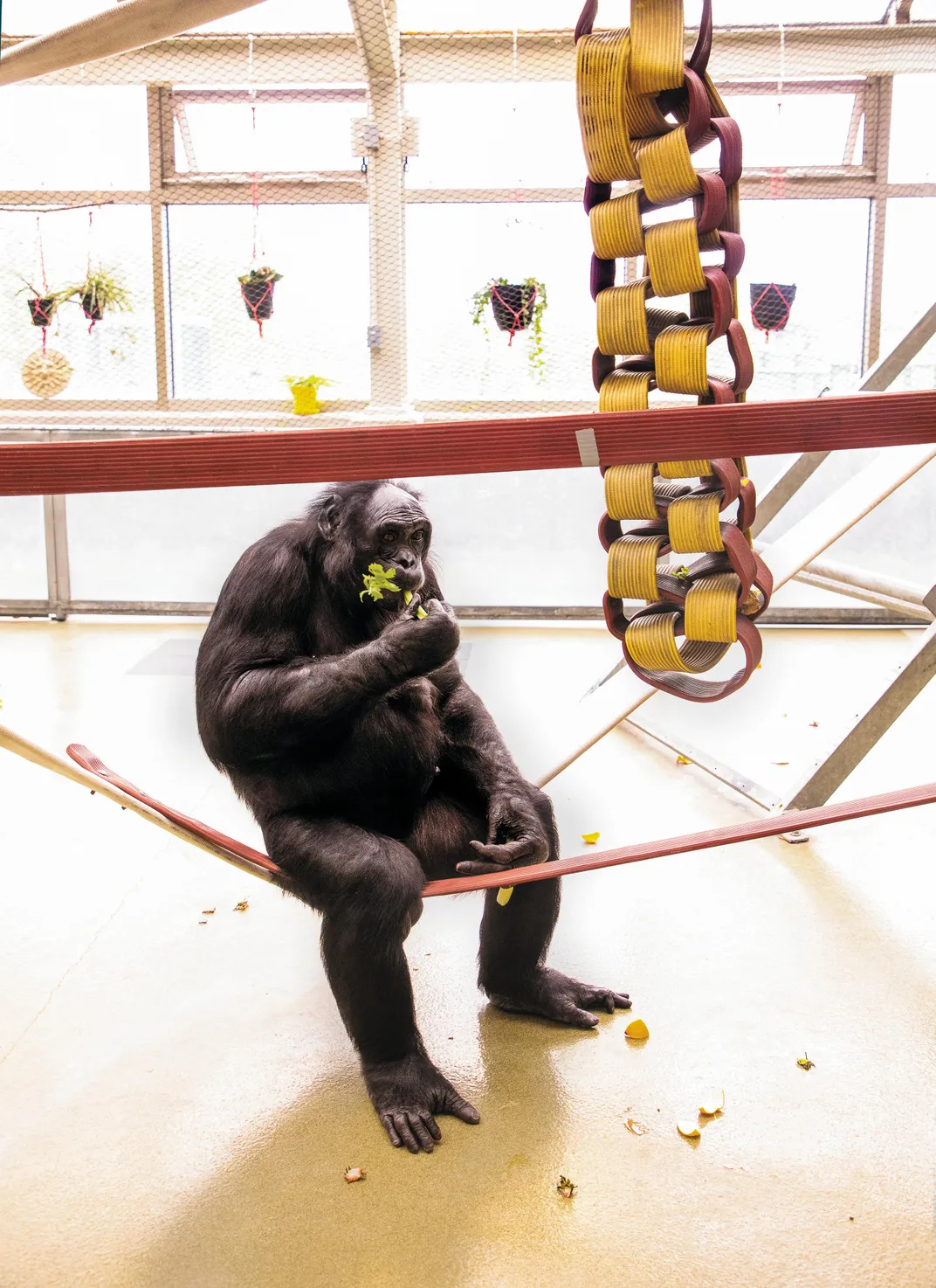 Kanzi snacking on celery in playroom 