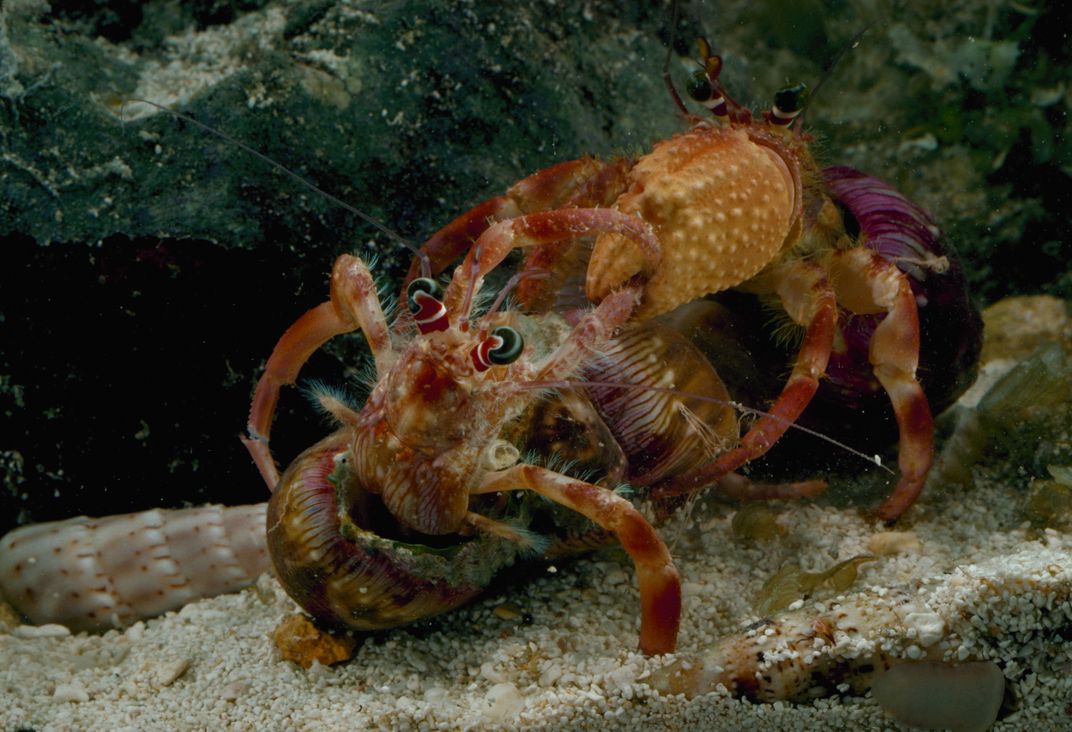 Hermit crabs battle it out for coveted shells, which may leave the loser mortally wounded. Photo: Jonathan Blair/Corbis