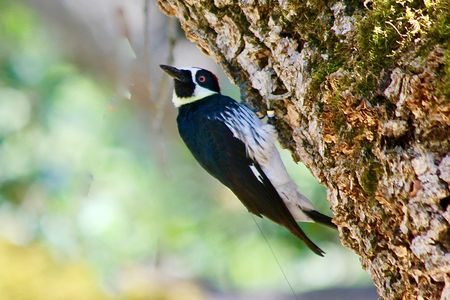 An acorn woodpecker wearing one of the radio tags used in the study.