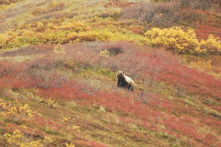 Grizzly bears are a common sight in the park. 