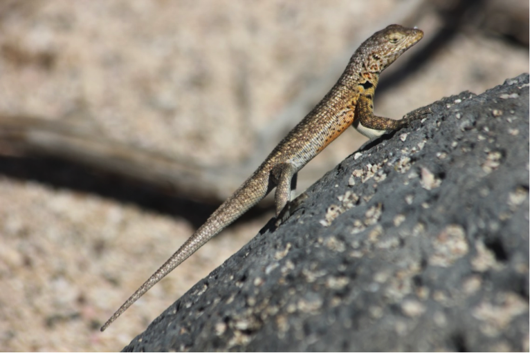 A linear Lava Lizard attempts to heat himself up as much as possible. 