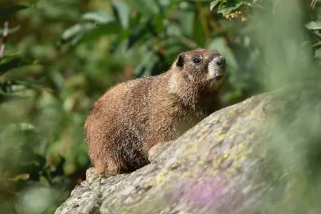 Marmots can spend up to eight months in hibernation, so packing on the pounds during the short alpine summer is essential to their survival.