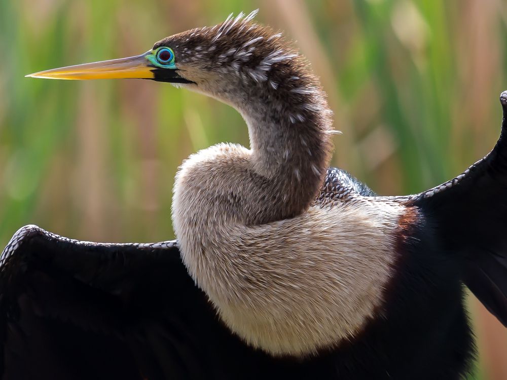 Snakebird | Smithsonian Photo Contest | Smithsonian Magazine