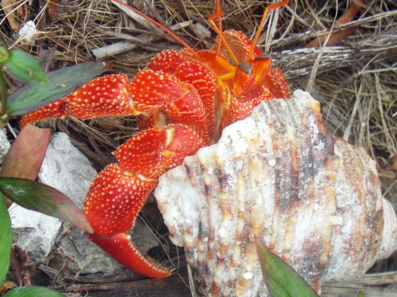 Hermit Crab on Diego Garcia Smithsonian Photo Contest Smithsonian