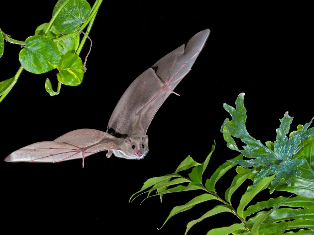 Egyptian fruit bat